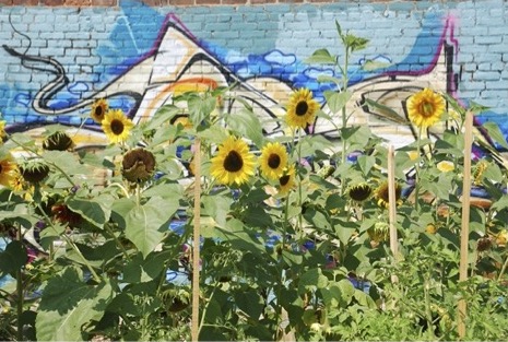 Tall sunflowers in front of a graffiti covered wall.