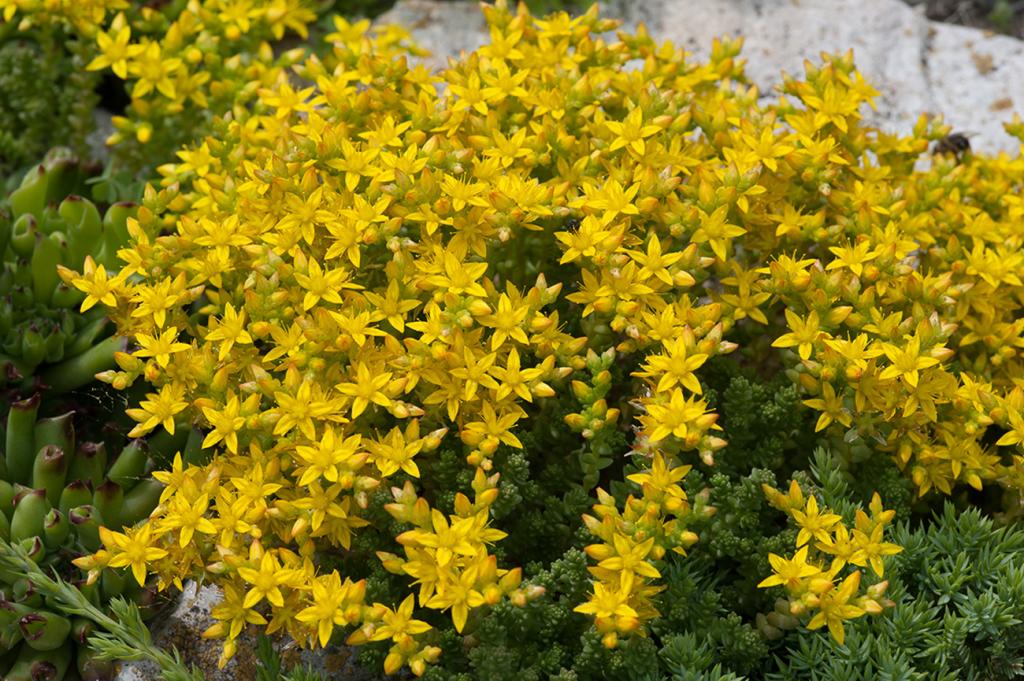 Bush with Yellow Flowers