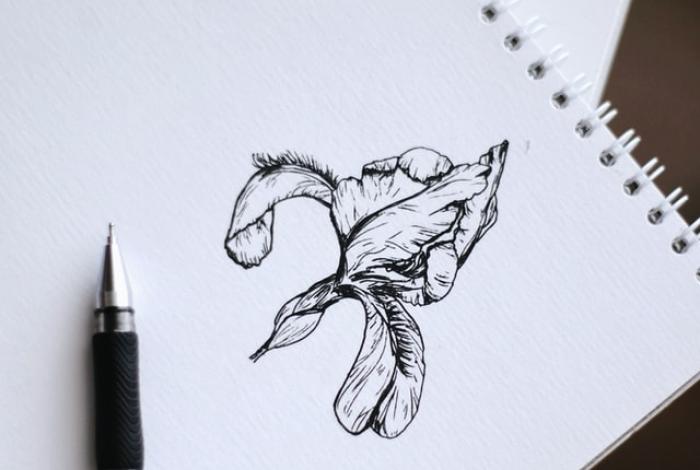 A pen sketch of an iris flower opening.